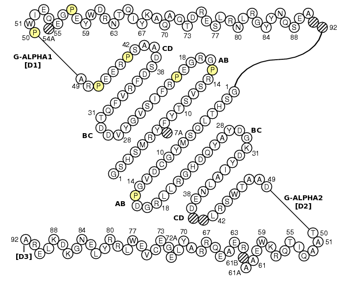 Collier HLA-B G-DOMAIN