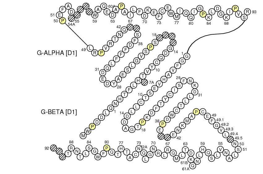 Collier HLA-DMA-DMB1 G-DOMAIN