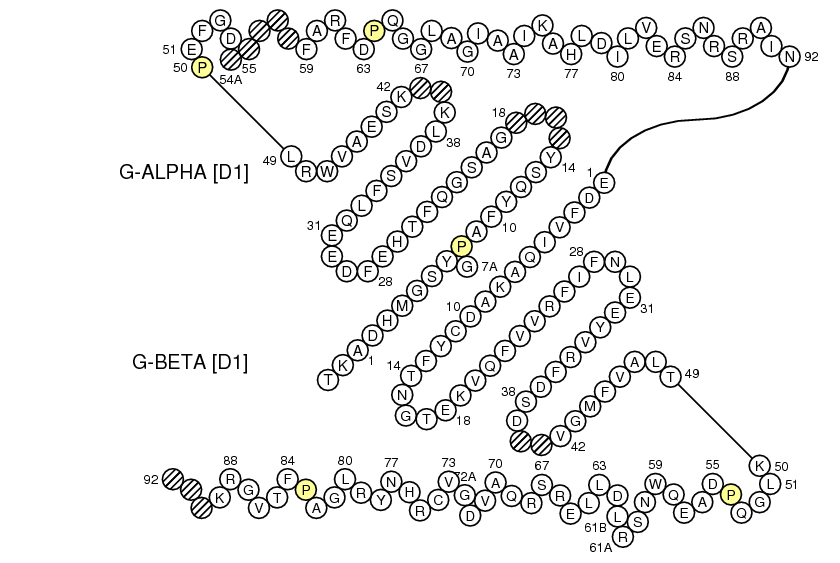 Collier HLA-DOA-DOB G-DOMAIN