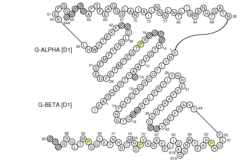 Collier HLA-DPA1-DPB1 G-DOMAIN