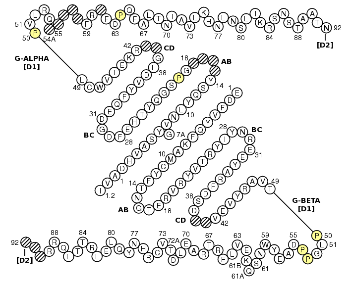 Collier HLA-DQA1-DQB1 G-DOMAIN