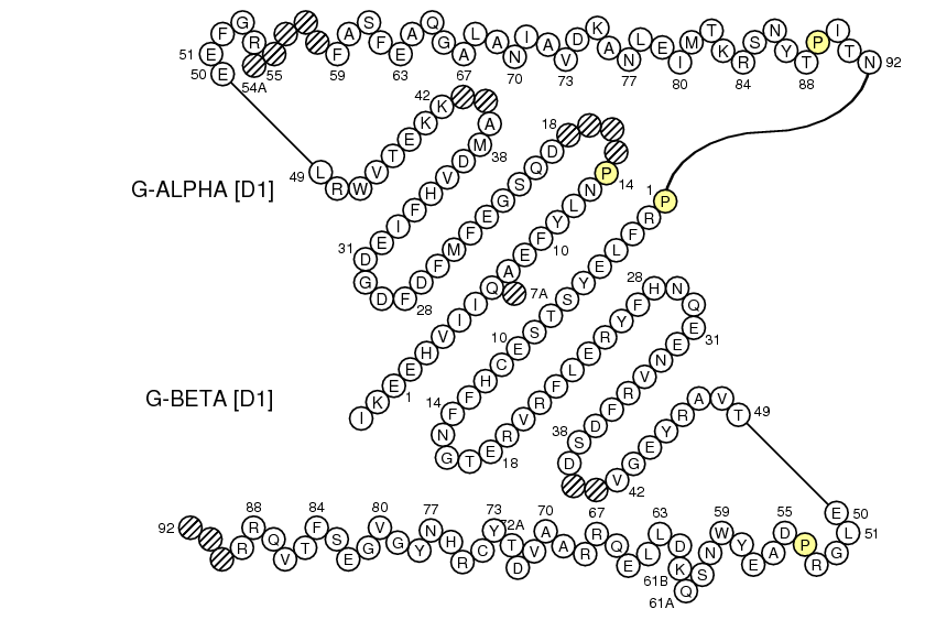 Collier HLA-DRA-DRB1 G-DOMAIN