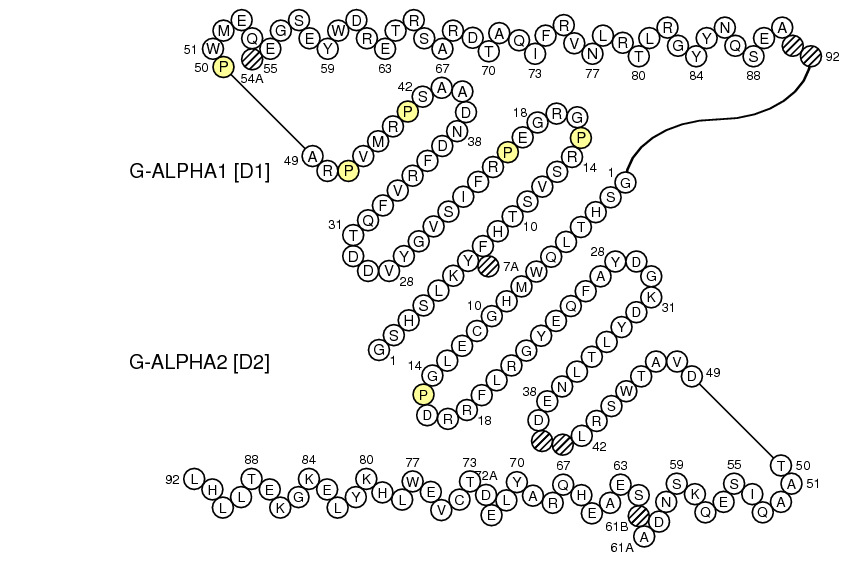 Collier HLA-E G-DOMAIN