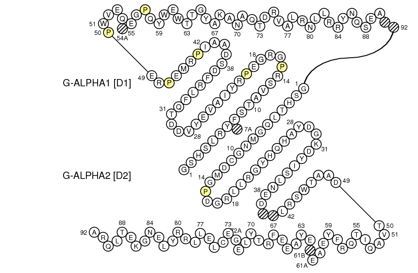 Collier HLA-F G-DOMAIN