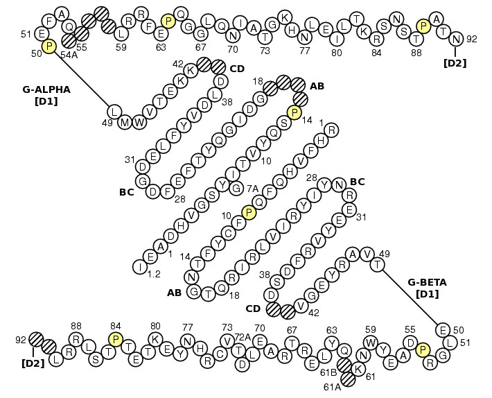 Collier MH2-AA-AB G-DOMAIN