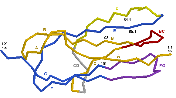 3D Representation HLA-DMA C-LIKE-DOMAIN