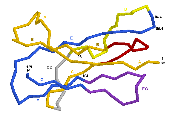 3D Representation HLA-DMB C-LIKE-DOMAIN