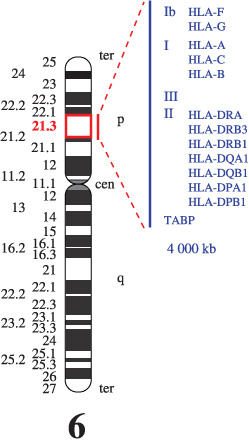 Human_MHC_6p21.3