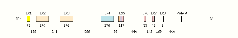 HLA-A2