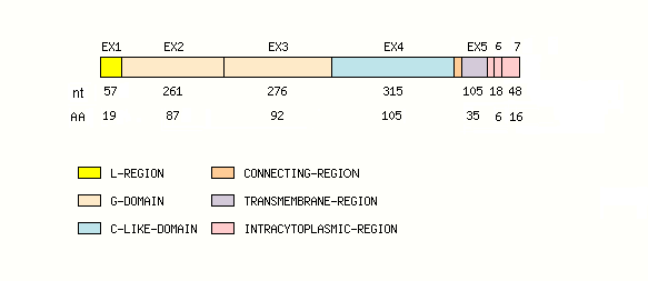 coding region structure fish MH1-A