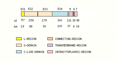 coding region structure fish MH1-C