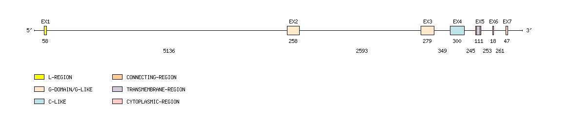 MH1-C Gene exon/intron organization