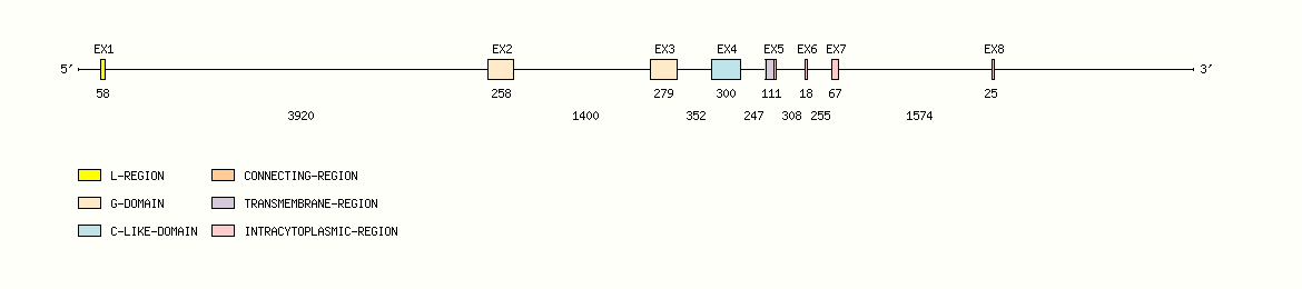 MH1-D Gene exon/intron organization