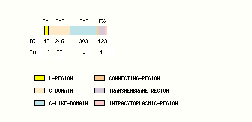 coding region structure fish MH2-DA