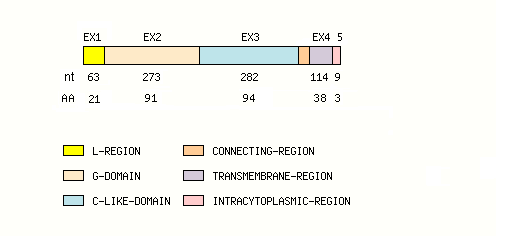 coding region structure fish MH2-DB1