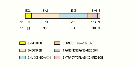 coding region structure fish MH2-DB2