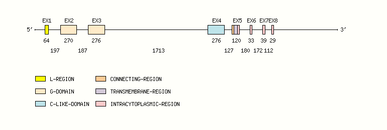 MH1-K1 Gene exon/intron organization
