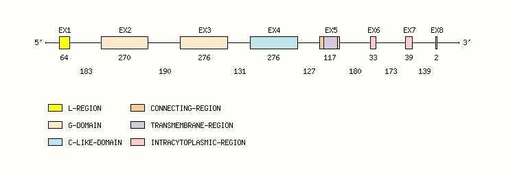 MH1-L Gene exon/intron organization