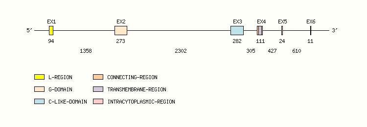 MH2-AB Gene exon/intron organization