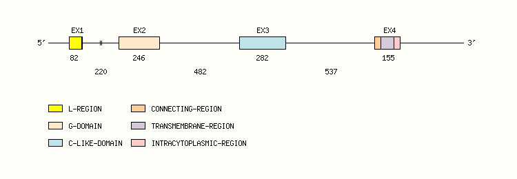 MH2-EA Gene exon/intron organization