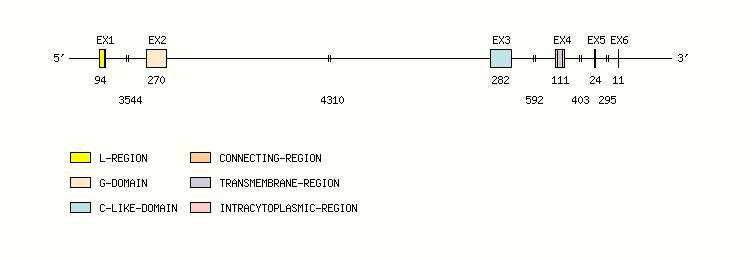 MH2-EB Gene exon/intron organization