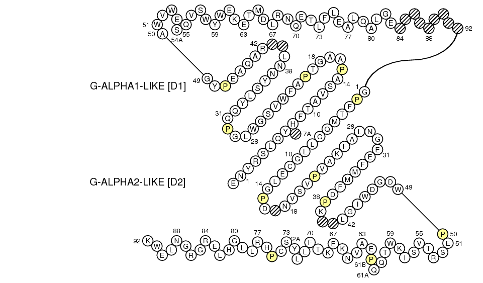 Collier FCGRT G-LIKE-DOMAIN