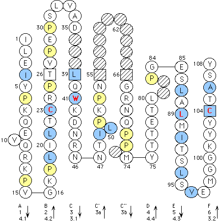 Collier Fasciclin II V-LIKE-DOMAIN