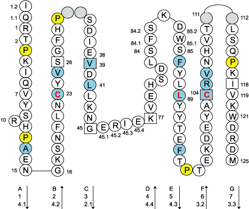 Collier B2M C-LIKE-DOMAIN