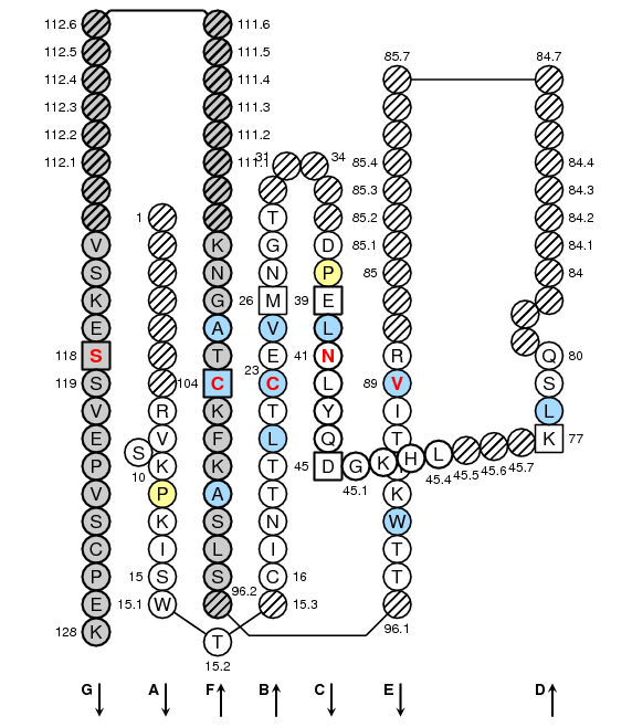 Collier CD2 C-LIKE-DOMAIN