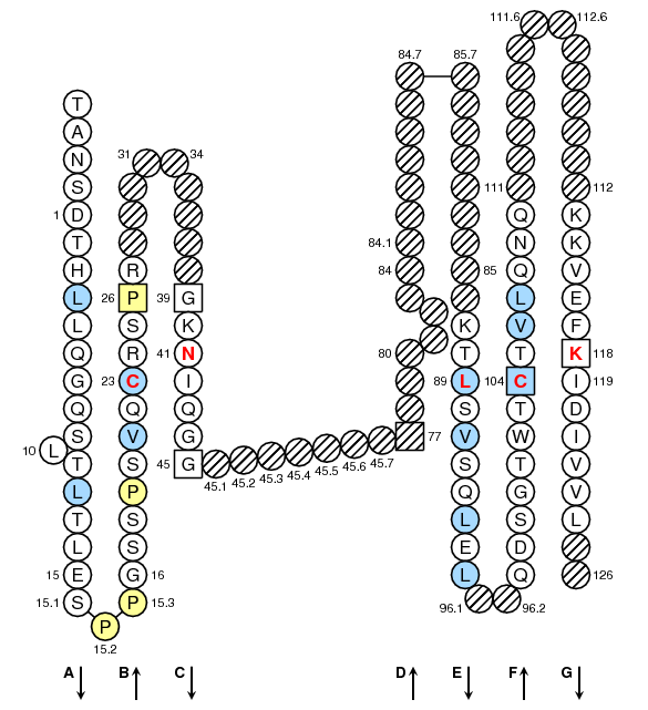 Collier CD4.2 C-LIKE-DOMAIN