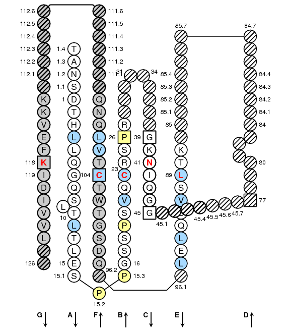 Collier CD4.2 C-LIKE-DOMAIN