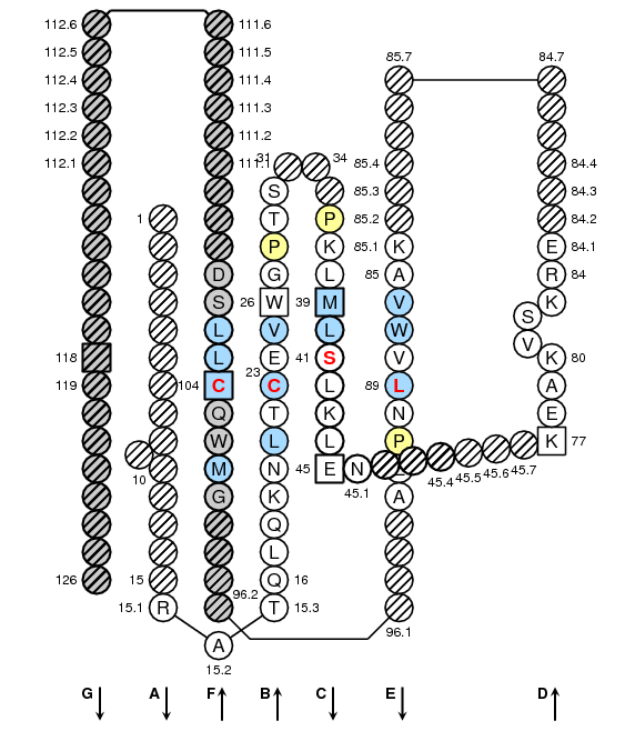 Collier CD4.4 C-LIKE-DOMAIN