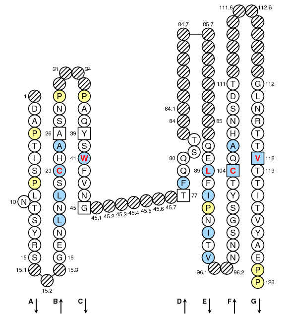 Collier CEACAM5.3 C-LIKE-DOMAIN