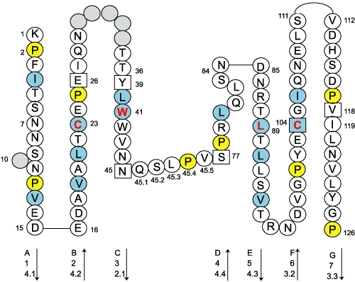 Collier CEACAM5.4 C-LIKE-DOMAIN