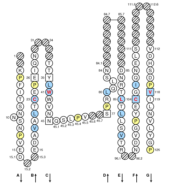 Collier CEACAM5.4 C-LIKE-DOMAIN