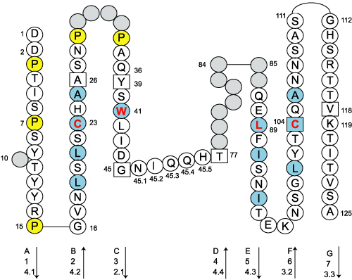 Collier CEACAM5.5 C-LIKE-DOMAIN