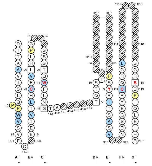 Collier FCGR1.1 C-LIKE-DOMAIN