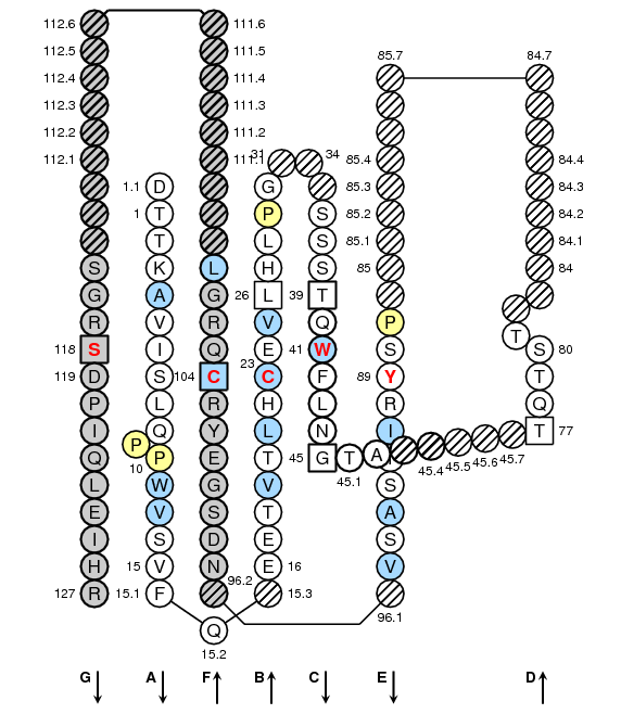 Collier FCGR1.1 C-LIKE-DOMAIN