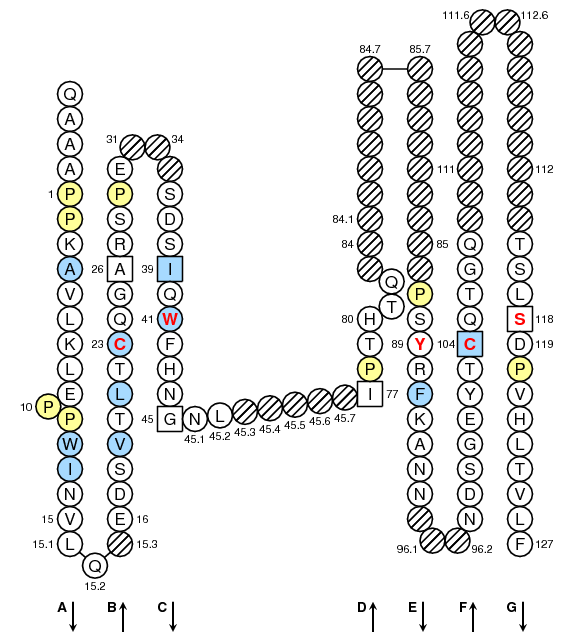 Collier FCGR2A.1 C-LIKE-DOMAIN