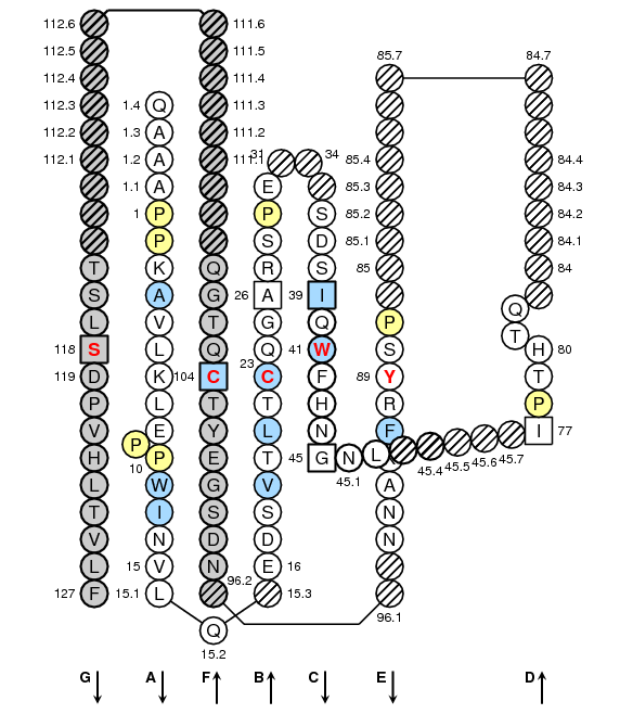 Collier FCGR2A.1 C-LIKE-DOMAIN