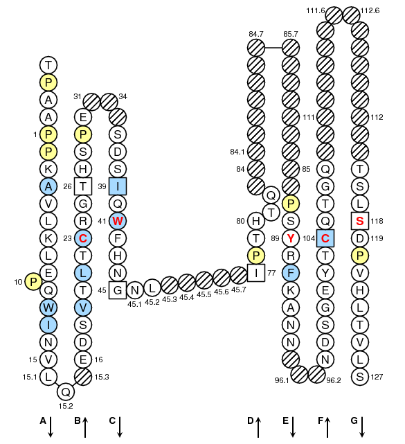 Collier FCGR2B.1 C-LIKE-DOMAIN