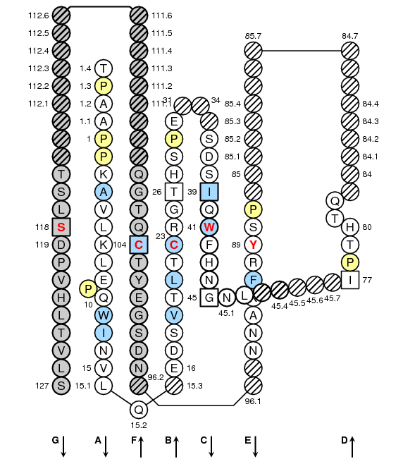 Collier FCGR2B.1 C-LIKE-DOMAIN