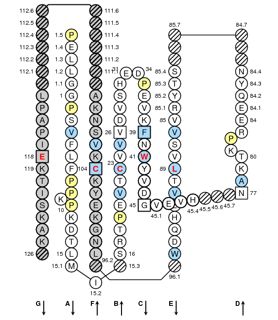 Collier IGHG1 C-LIKE-DOMAIN