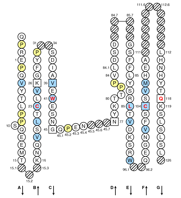 Collier IGHG4 C-LIKE-DOMAIN