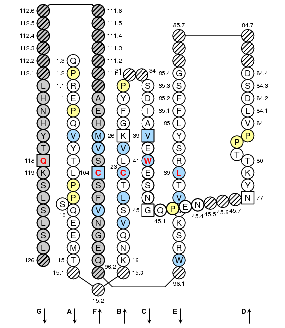 Collier IGHG4 C-LIKE-DOMAIN