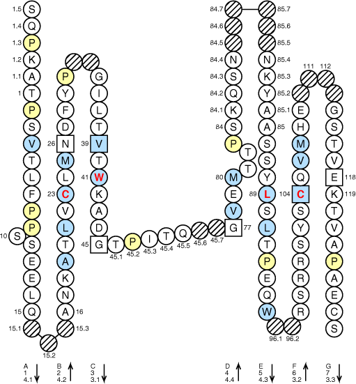 Collier IGLL1 C-LIKE-DOMAIN