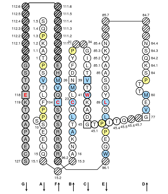 Collier IGLL1 C-LIKE-DOMAIN