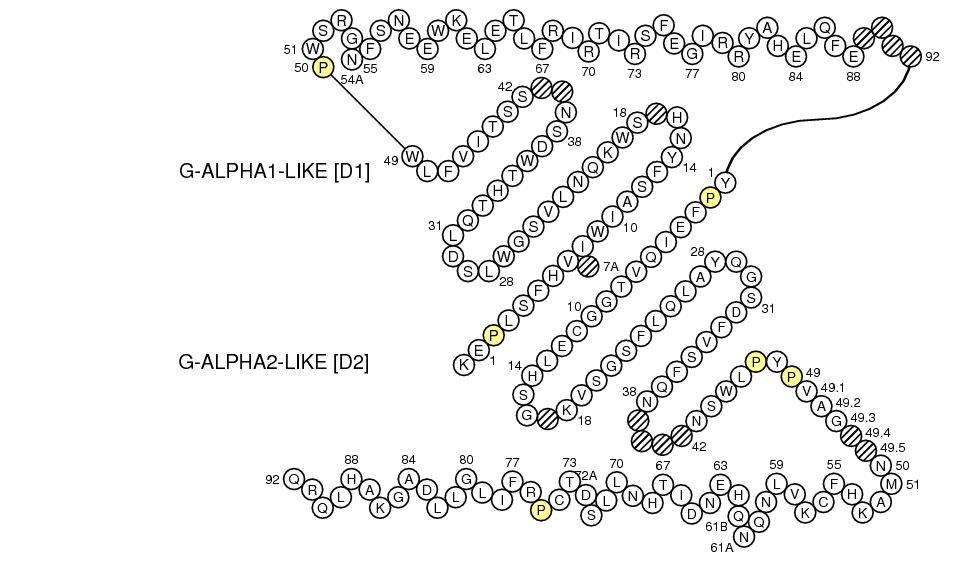 Collier CD1A G-LIKE-DOMAIN