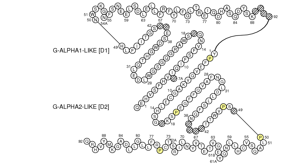 Collier CD1C G-LIKE-DOMAIN