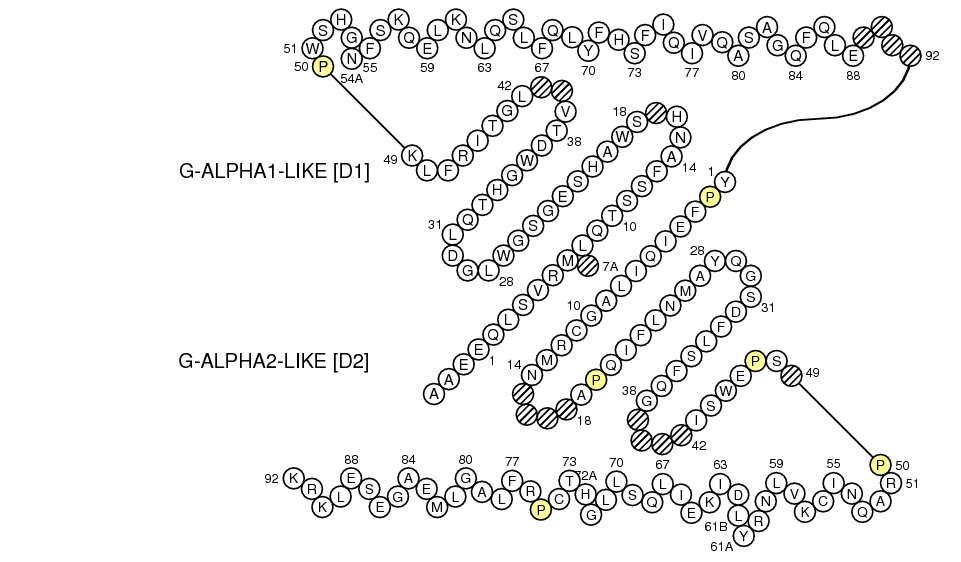 Collier CD1E G-LIKE-DOMAIN